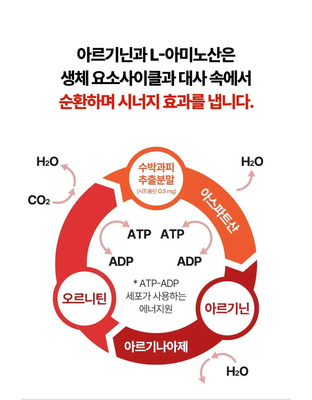 [김종국PICK]익스트림 트리플 아르기닌 6200mg*15포(15일분) 상세페이지 29